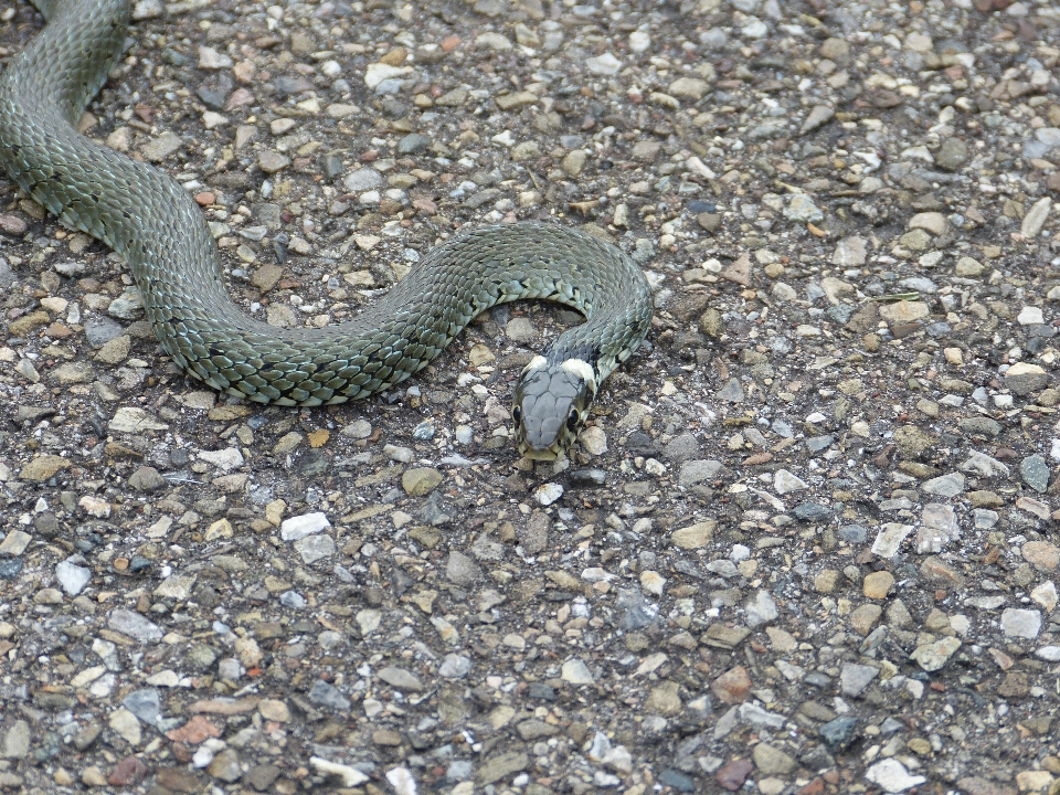 Hayvan yaban hayatı sürüngen fauna