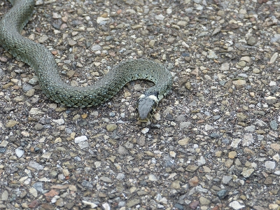 Foto Satwa margasatwa reptil fauna