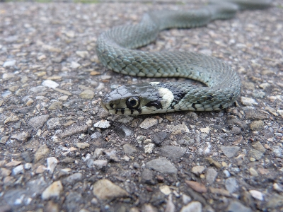 Animal wildlife reptile scale Photo