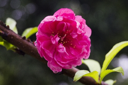 Tree branch blossom plant Photo