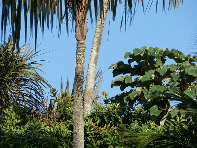 Foto Albero natura foresta pianta