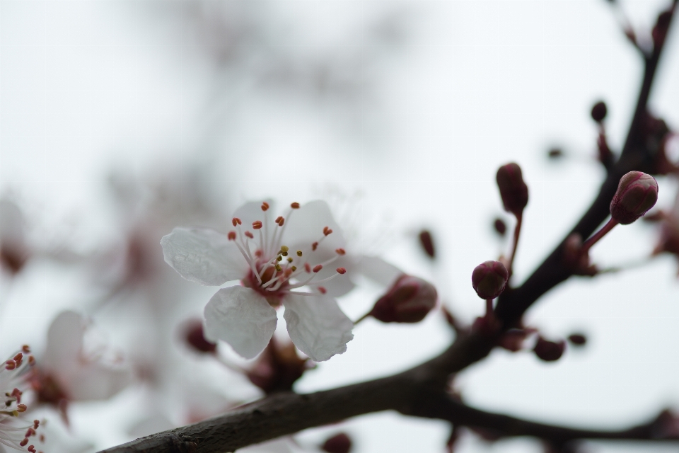 自然 分支 开花 雪