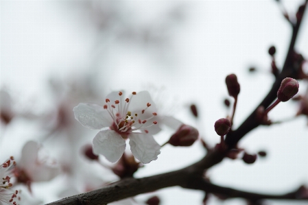 Photo Nature bifurquer fleurir neige