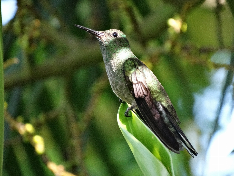 árbol naturaleza pájaro planta