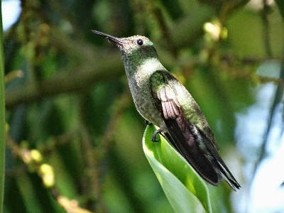 Foto árvore natureza pássaro plantar