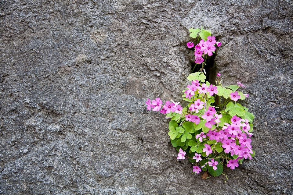 Florecer planta hoja flor