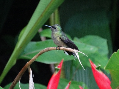 Foto Natureza filial pássaro plantar