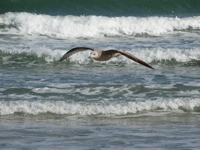 Beach sea coast water Photo