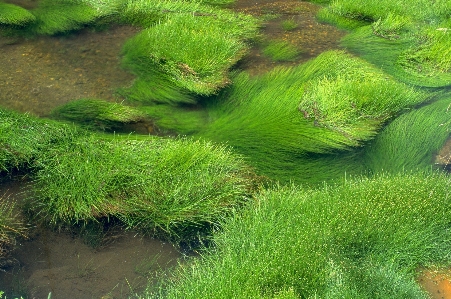 Landscape tree water nature Photo