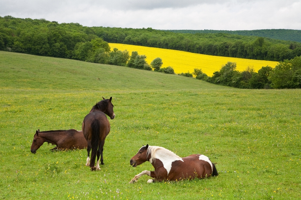 Natur gras feld bauernhof