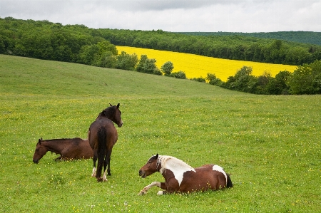 Nature grass field farm Photo