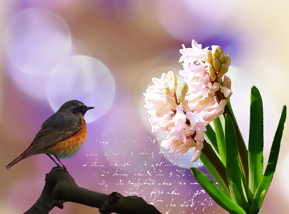 Branch blossom bird bokeh