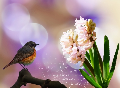 Branch blossom bird bokeh Photo