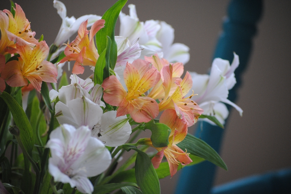 Natur blüte anlage bündel