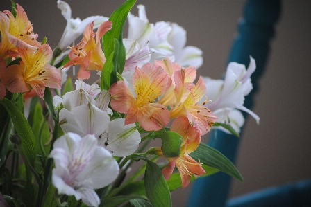 Nature blossom plant bunch Photo