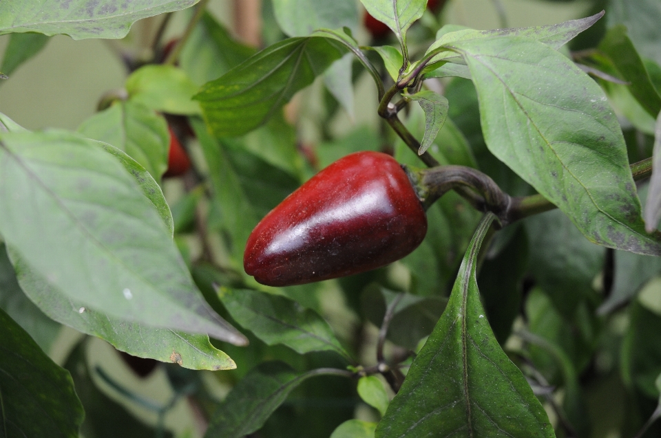 Tree plant fruit flower