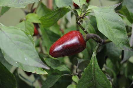 Tree plant fruit flower Photo