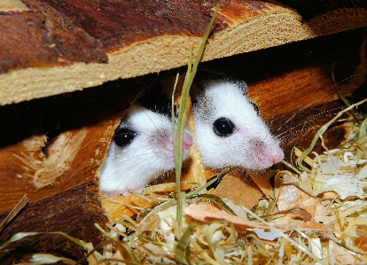 Sweet mouse fur young Photo