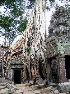 Tree building old stone Photo