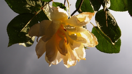 Tree nature branch blossom Photo