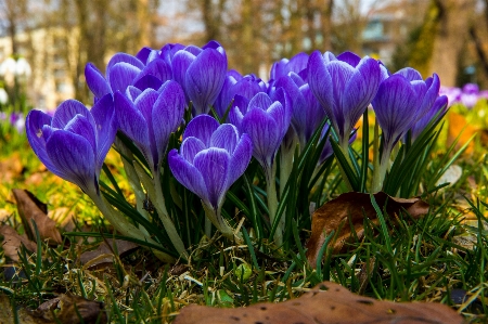 Foto Florescer plantar flor roxo