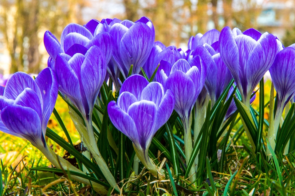 花 植物 紫 咲く