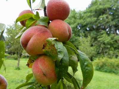 Apple tree branch plant Photo