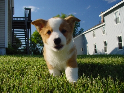 Foto Anak anjing imut-imut peliharaan