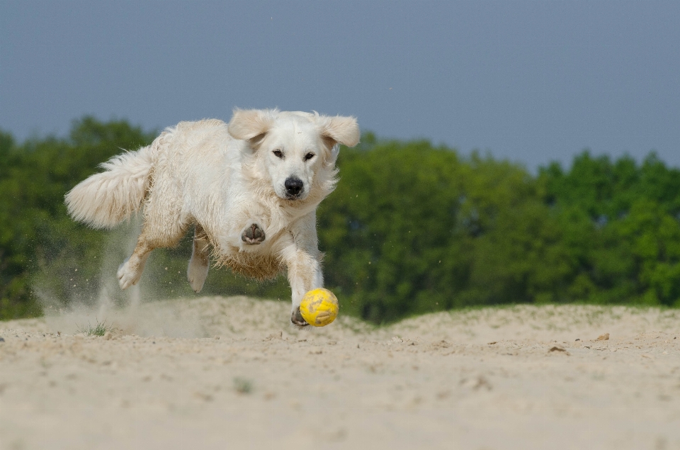 Sahil oynamak köpek kürk