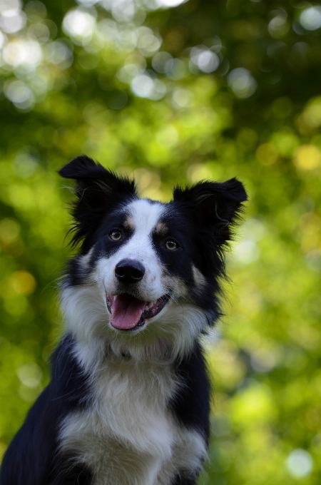 Chien portrait mammifère border collie
