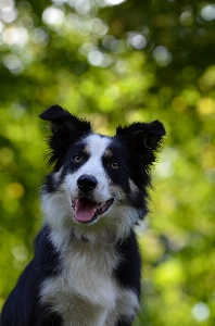 Foto Cachorro retrato mamífero border collie
