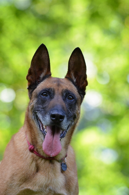 Cane maschio ritratto mammifero