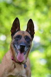 Foto Cachorro macho retrato mamífero