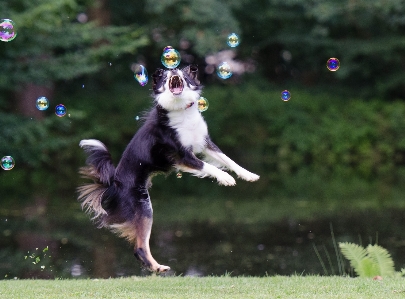 Dog mammal playful border collie Photo