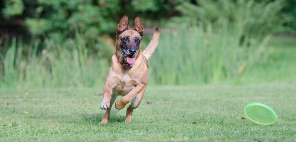 Grass dog summer male