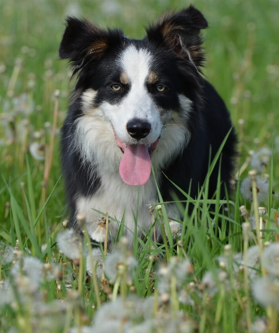 Meadow dog summer mammal