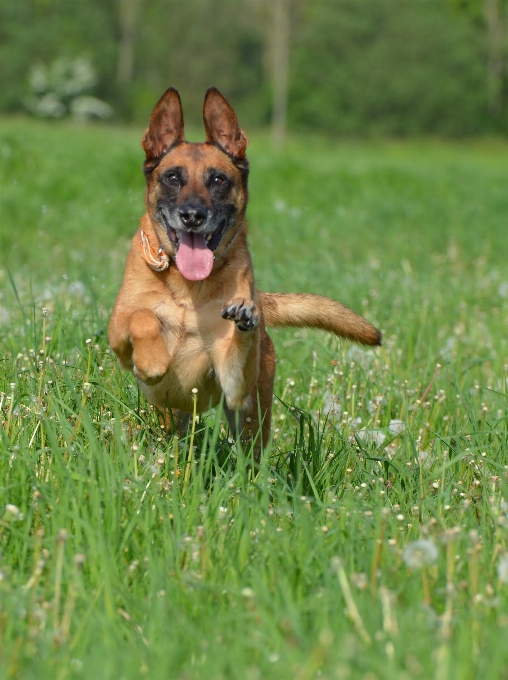 草 草原
 犬 ジャンプ