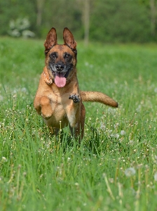 Grass meadow dog jump Photo