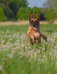 Meadow dog male mammal Photo