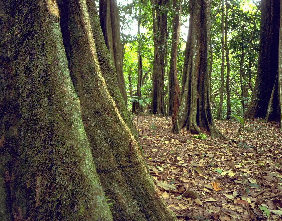 風景 木 自然 森