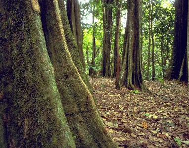 Foto Paisagem árvore natureza floresta