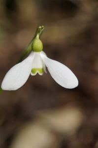 Nature blossom plant white Photo