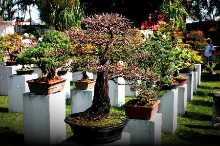 木 植物 花 裏庭
 写真