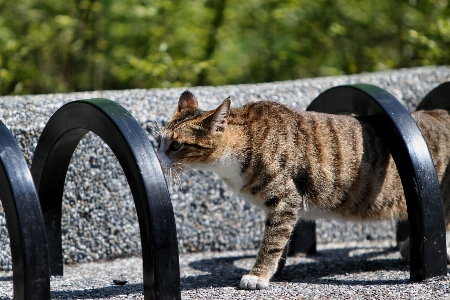 Foto Paesaggio animali selvatici animale domestico gatto