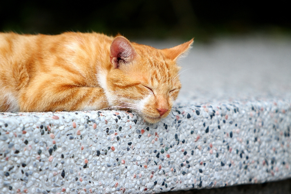 風景 ペット 子猫 猫