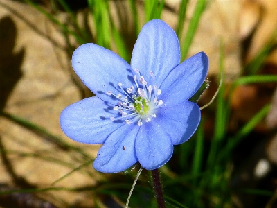 Foto Natureza florescer plantar prado
