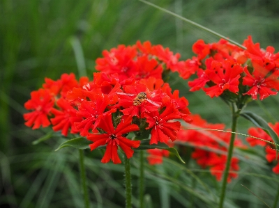 Blossom plant flower bloom Photo