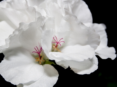 Foto Fiore bianco e nero
 pianta