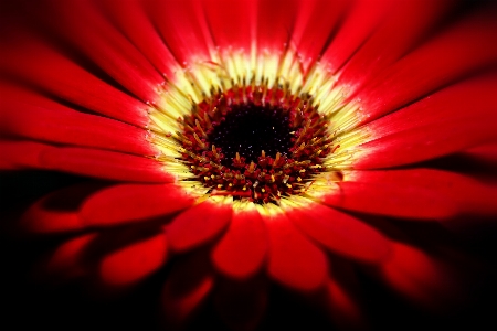 Nature blossom plant photography Photo