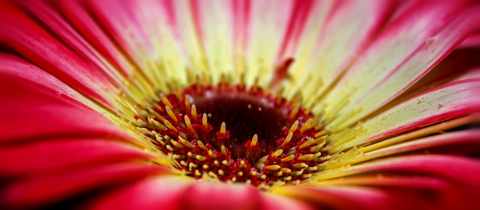 Natura fiore pianta fotografia